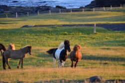 Vahşi İzlanda atları