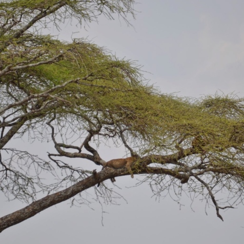 Ağacın üstünde henüz yemeğini yeni yemiş bir Afrika Leoparı